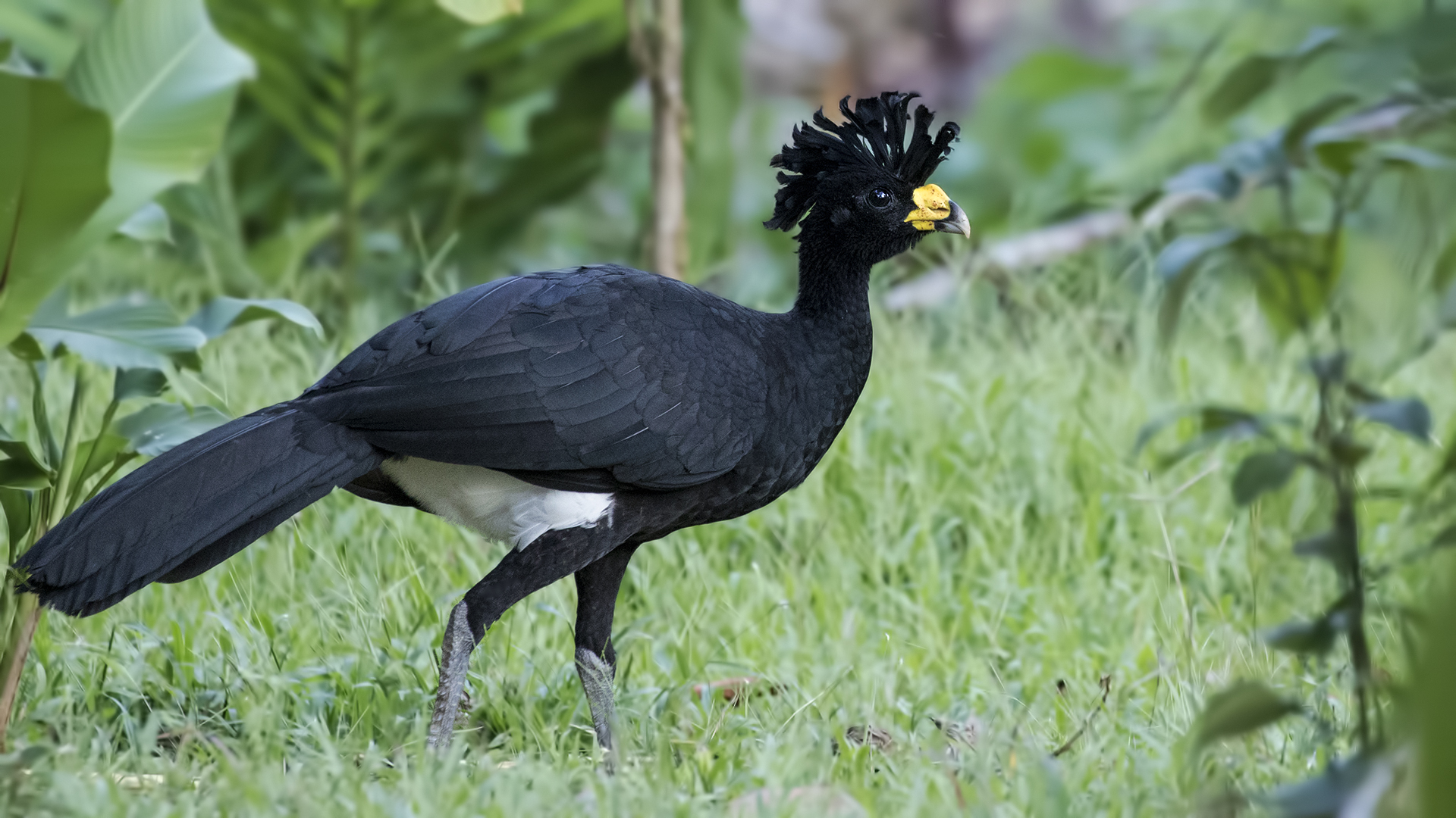 Great Curassow — Ana fotoğraf